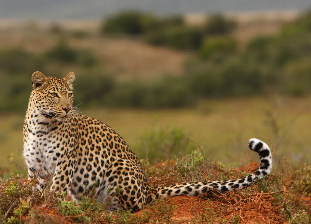 Shamwari Eagles Crag Lodge - 14